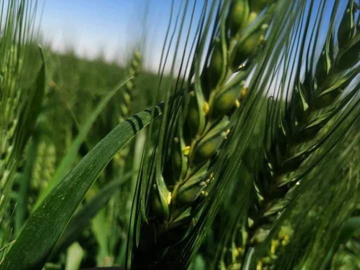 الجزائر  تكسب الجولة الأولى من معركة الأمن الغذائي