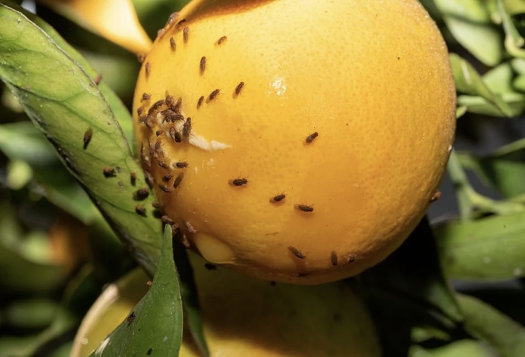 ملوثة بحشرة خطيرة ! .. روسيا تحظر شحنة ضخمة من اليوسفي المغربي