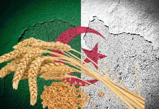 الجزائر تشتري نحو 400 ألف طن من القمح الصلب في مناقصة دولية
