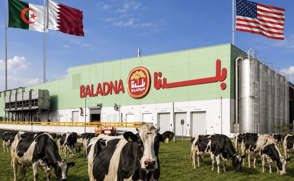 هذا موعد وصول 30 ألف بقرة أميركية إلى الجزائر!
