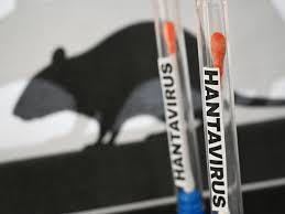 La France confirme le premier cas d’hantavirus