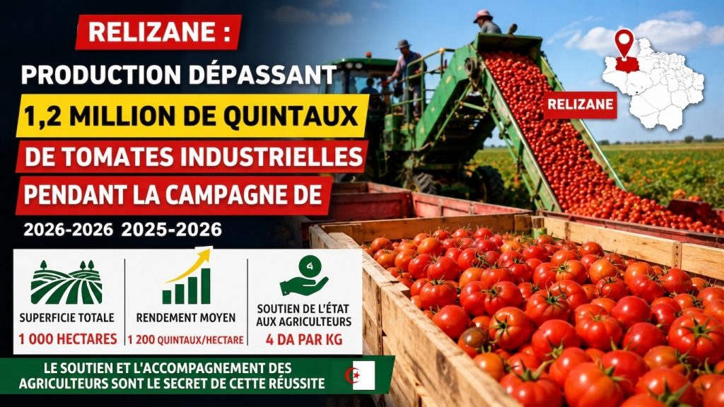 À Relizane, la tomate industrielle franchit le cap des 1,2 million de quintaux